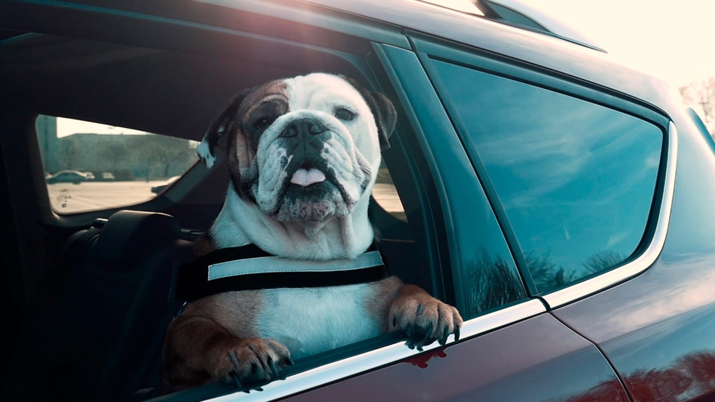 Llevar el perro en el coche