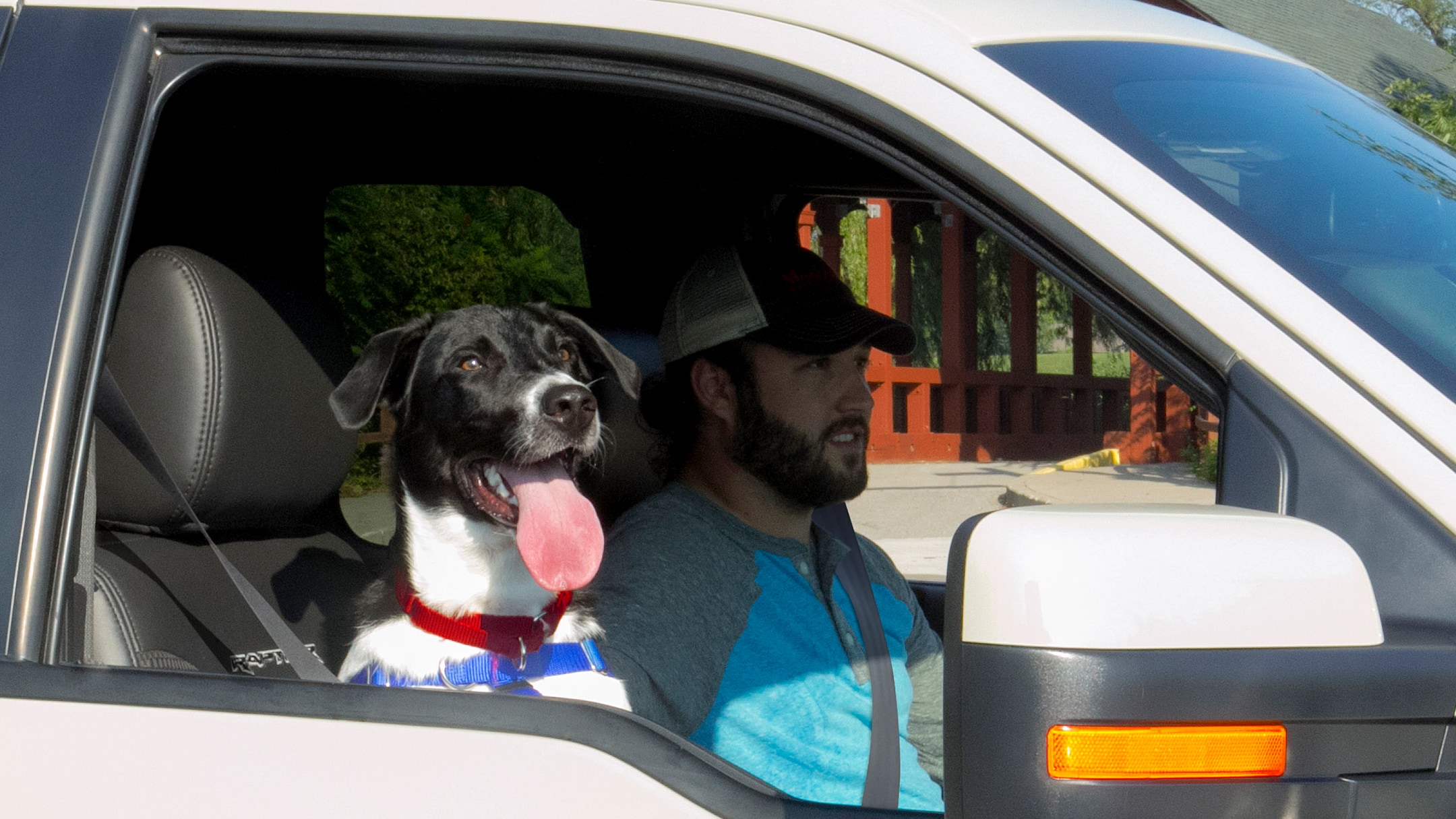 Perro en un coche 